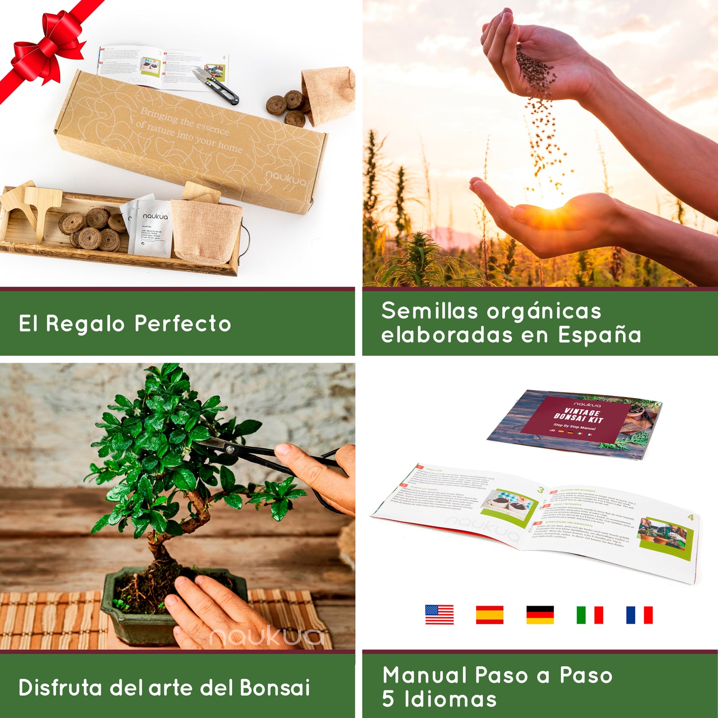Kit de Cultivo Mini Huerto Urbano de Bonsais (Jacaranda, Abeto Noruego, Pino Australiano & Granado)