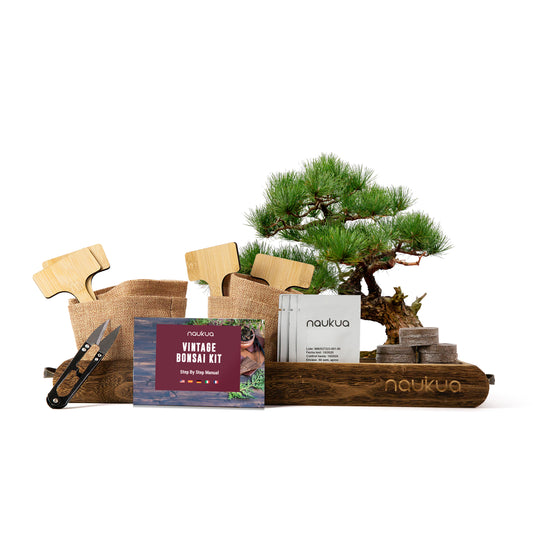 Grow Your Own Bonsai Vintage Kit (Jacaranda, Norway Spruce, Australian Pine & Pomegranate)